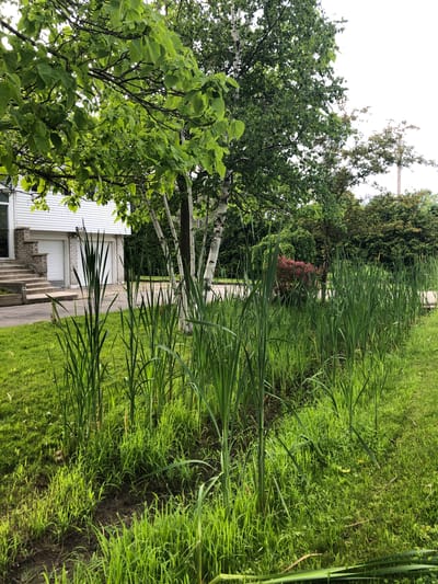 This image depicts a residential exterior in Innisfil, Canada, featuring a lush green lawn with a prominent patch of tall green reeds in the foreground. Behind the reeds, a white house with a brick foundation and two garage doors is visible, with a concrete staircase leading to the entrance. A large tree with broad green leaves shades the left side of the house. Several birch trees with distinctive white bark are interspersed with other deciduous trees and dense foliage in the background, creating a natural, verdant backdrop. The sky is overcast. The scene suggests a suburban or semi-rural setting, with a focus on the natural landscaping around the property.