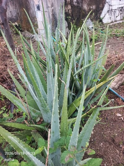 In El Chaparral, Venezuela, an aloe vera plant is captured in a close-up, outdoor shot. The plant features numerous thick, fleshy, green leaves, some of which appear to be damaged or discolored. The leaves are serrated along the edges and some have water droplets on them, suggesting recent rain or watering. The background consists of dry soil, sparse vegetation, and a textured wall constructed of various stones and concrete. A blue hose is visible in the upper right portion of the frame. The image is timestamped 2026/06/19 06:33 and includes the text "natha."