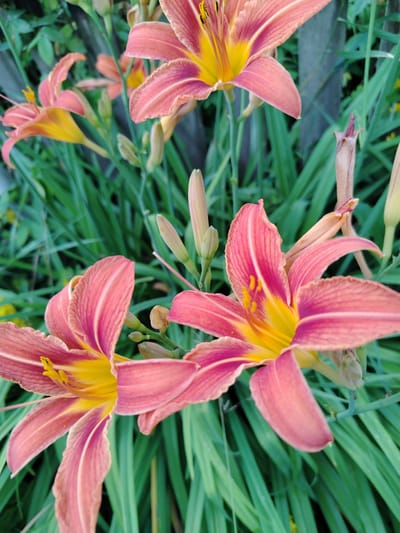 The image shows a close-up view of several pink and yellow daylily flowers in bloom. The flowers have prominent petals with a delicate texture and vibrant coloration. They are surrounded by lush green foliage, suggesting an outdoor garden setting. In the background, a weathered wooden fence is visible, providing a rustic element to the scene. The lighting appears natural, indicating the photo was taken during daylight hours. The overall impression is one of natural beauty and tranquility. The specific location is within the Знаменскі сельскі Савет, Belarus.