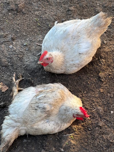 Two white chickens are lying on the ground in Starokhalilovo, Russia. The ground is composed of dark, dry soil with some scattered pebbles and small green sprouts. One chicken is positioned in the upper right quadrant of the image, facing left with its head down. Its comb and wattles are bright red, and its feathers are white with some brown mottling. The second chicken is in the lower left quadrant, facing right with its head down. A chicken leg is visible in the foreground, lying to the left of the second chicken. The lighting suggests it is either early morning or late afternoon, with sunlight casting shadows on the ground.