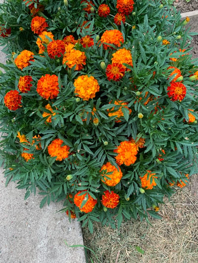 This is a medium-angle, eye-level, vertical, full shot of a dense cluster of marigold flowers in bloom. The flowers are primarily orange and red, with some buds present. They are surrounded by dark green, serrated foliage. The flowers are in focus and take up the majority of the frame. In the lower left, a concrete surface is visible, likely a sidewalk or patio. The ground to the right of the flowers is covered with dry grass and dirt. There are no people or animals in the image. The scene appears to be outdoors in a garden or yard setting. The location of Званка, Russia is not discernible from the image itself.