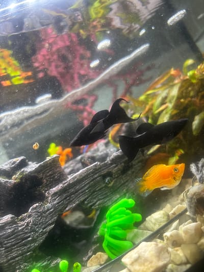 The image shows an aquarium with several fish and aquatic plants. The main subjects are two black molly fish and one orange, ruffled-looking fish, possibly a balloon molly. The fish are swimming in an environment with green and pink artificial plants, a dark, textured piece of driftwood, and white pebbles. Bubbles are visible in the water, suggesting aeration. The lighting appears to be from above, creating reflections on the glass of the aquarium. The overall scene is that of a well-maintained home aquarium. There is no visible text in the image. The location context provided is Kohtla-Järve linn, Estonia, which indicates the general setting of the photograph.