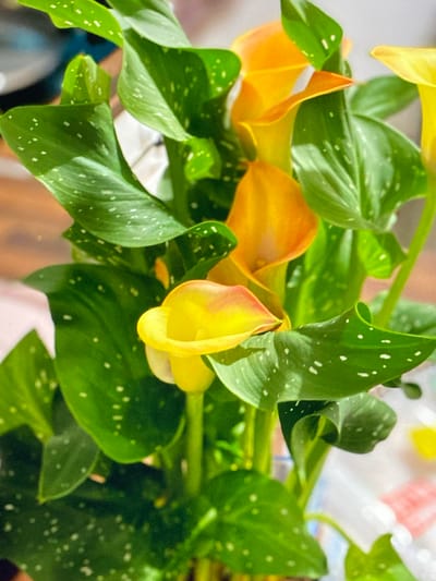 The image is a close-up, eye-level shot of a bouquet of calla lilies. The lilies are a vibrant mix of yellow and orange, with some showing a gradient of color. The leaves are a deep green with distinctive white speckles. The background is blurred, suggesting an indoor setting, possibly a home or a flower shop. There are no people visible in the image. The lighting appears to be natural, casting soft shadows and highlighting the textures of the flowers and leaves. The arrangement suggests the lilies are newly cut and displayed in a vase, though the vase itself is not visible. The overall impression is one of natural beauty and freshness. There is no information that allows for the localization of this image to Purkersdorf, Austria.