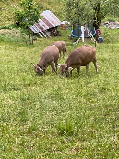 This image depicts a rural scene in Innertkirchen, Switzerland, featuring three brown cows grazing in a dense, green pasture under natural light. Two cows are prominent in the foreground; the cow on the right has a bell around its neck and an ear tag, while the cow on the left also has an ear tag. Both are actively eating tall grass, facing downwards. A third cow is partially visible behind the front-left animal.

In the middle ground, several objects and structures are present. To the left, a small, dilapidated outbuilding with a rusted corrugated metal roof is visible, partially obscured by a young, leafy tree supported by a blue and two wooden stakes. A pile of mown grass or hay lies to the left of this structure. A thin yellow line, consistent with a fence wire, extends horizontally across the mid-ground. To the right, beneath a large, mature tree with dense foliage, a blue-rimmed trampoline with a black mat is situated. A string of colorful prayer flags hangs diagonally in front of the trampoline. A red A-frame ladder leans against the large tree, and a dark rectangular object rests on the ground nearby. The background consists of green, hilly terrain.