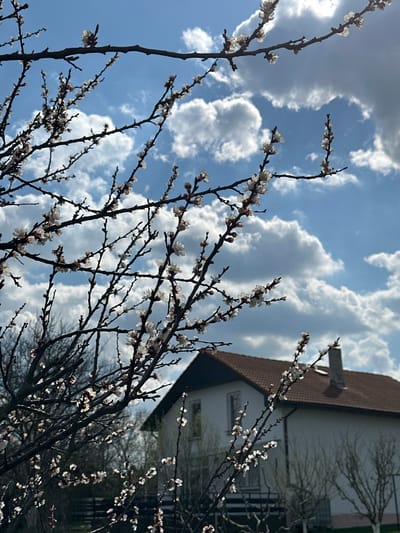 The image presents a view looking up through flowering tree branches towards a partly cloudy sky, with a building partially visible in the background. The tree branches, predominantly bare except for the blossoms, are spread across the lower half of the frame. The white blossoms appear to be in early bloom. Behind the tree, a light-colored building with a red-tiled roof is visible. The sky occupies the upper portion of the image, displaying a blue expanse with puffy white clouds. The location is assumed to be Balkantsi, Bulgaria.