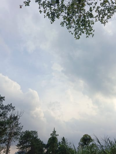 A vertical composition displays a partly cloudy sky framed by foliage. In the upper portion, tree branches with green leaves are spread across the top. The sky is filled with a mix of light and dark grey clouds, some appearing dense and others more translucent. Below, a line of green trees and tall grasses stretches across the lower edge, adding depth to the landscape. The overall tone is soft and natural, showcasing a moment of peaceful observation.