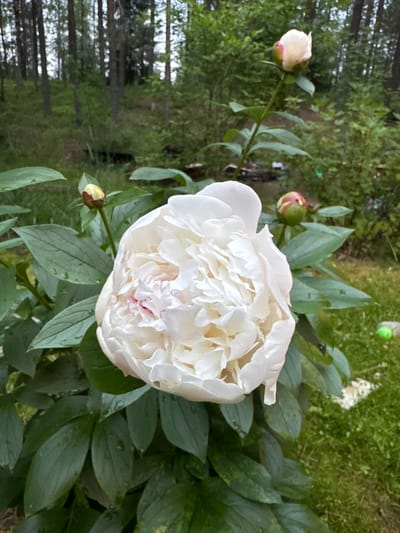 A close-up, vertically oriented shot features a large, fully bloomed white peony flower as the central subject. The peony has numerous delicate, ruffled petals, some tinged with a faint pink hue in the center. Several smaller peony buds are visible around the main bloom; one is a pale pink and white bud on the left, and another, a more greenish-red bud, is situated lower down on the right. The flowers and their large, lush green leaves are glistening, suggesting recent rain. The background is a blur of natural scenery, with dark green foliage and the trunks of trees creating a forest-like impression. In the upper right corner, a bright green object, possibly a toy or marker, is visible amongst the leaves. The scene appears to be an outdoor garden or natural setting, likely in the daytime given the ambient light. The overall impression is one of natural beauty and growth. The provided location context of Pobeda, Russia, situates this image within a specific geographic region. There is no visible text within the frame.