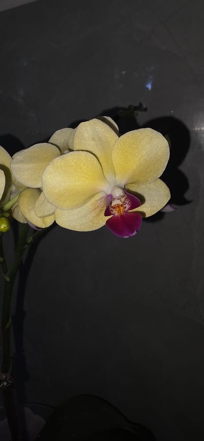 A close-up, horizontal shot shows a pale yellow orchid with a dark magenta lip against a dark, textured background. The orchid is illuminated from the front, casting a soft shadow to its right. The flower's petals are slightly fuzzy and appear to have a subtle shimmer. The background exhibits a subtle gradient from dark gray at the top to near black at the bottom, with faint, irregular lighter markings that suggest a textured surface like stone or concrete. There are no people visible in the image. The scene is devoid of any indication of urban environment.