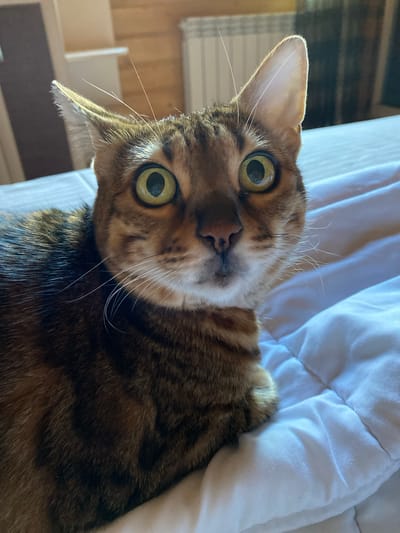 A close-up, eye-level shot features a Bengal cat with striking green eyes, looking directly at the camera. The cat has a brown and black spotted coat, with prominent whiskers and large, alert ears. It is lying on a white quilted surface, likely a bed or sofa. The background is slightly blurred, showing a wooden wall and what appears to be a radiator. The lighting suggests an indoor setting with natural light. The image was taken in Gabishevo, Russia.