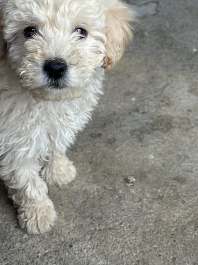 A small, white, fluffy dog is the primary subject of this close-up, high-angle shot. The dog, likely a poodle or similar breed, has curly, off-white fur, dark, expressive eyes, and a prominent black nose. A small, light-brown particle is visible on its snout. One of its ears, which has slightly darker, tan-colored fur, is visible flopping to the side. Its paws, also covered in curly white fur, are visible in the lower right portion of the frame.

The dog is lying on a textured, gray concrete or paved surface, which occupies the majority of the background and extends across the upper and right sides of the image. The surface appears dry and shows natural wear and variations in tone. The dog is positioned in the lower-left, looking directly upwards towards the viewer or camera with a gentle, curious expression. The activity taking place is the dog resting or relaxing.

The scene appears to be set outdoors during the daytime, indicated by the bright, even lighting; however, no direct sun or shadows are clearly visible. The weather seems clear and dry. There are no notable location cues beyond the concrete surface, which suggests a common outdoor area such as a patio, yard, or sidewalk in Agarak, Armenia. No text is visible in the image.