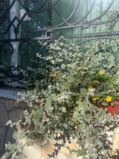 This image shows a close-up view of potted plants situated on a windowsill. The plants are lush and green, with a few yellow flowers visible. Behind the plants, a dark green wooden door or window frame is visible, partially obscured by decorative black wrought ironwork. The windowsill itself is made of stone. A small white sign with red text and a red circular emblem is affixed to the wrought ironwork, on the left side of the image. The overall setting suggests an outdoor environment, likely in Berehove, Ukraine, given the context. The sunlight casts shadows on the stone windowsill, indicating it is daytime.
