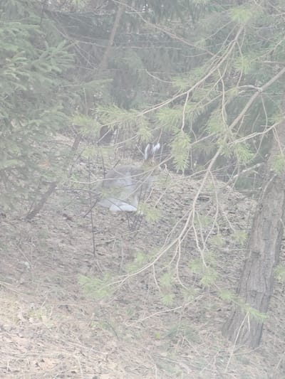 The image shows a hare in a wooded area, possibly in Малая Уса, Russia. The hare's white tail is visible. The ground is covered in fallen leaves and pine needles, with scattered branches and twigs. There are evergreen trees, including spruce and pine. The image is somewhat obscured by mist or fog.
