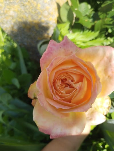 A close-up, top-down view captures a blooming peach-colored rose with pink edges, set against a backdrop of green foliage and a blurred stone. The rose's petals are tightly furled in the center, gradually opening outwards. Sunlight illuminates the flower, highlighting its delicate texture and casting soft shadows. In the upper left corner, a large, weathered stone, possibly part of a garden feature or natural landscape, is visible with patches of yellow lichen. The background consists of out-of-focus green leaves and stems, suggesting an outdoor garden setting in Заполье, Russia. The overall lighting indicates it is daytime.