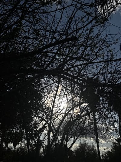 The image depicts an outdoor environment in McAllen, United States of America. The scene is dominated by a dense, dark silhouette of tree branches, largely bare or sparsely covered with leaves, occupying the foreground and midground. The sun is centrally positioned behind the branches, appearing as a bright, partially obscured light source with visible rays. The sky, visible through the intricate branch network, exhibits a deep blue hue with scattered white and light grey clouds, most concentrated around the sun. Distinct palm fronds are discernible within the silhouetted vegetation on the right side and in the lower-left portion of the frame. Additional silhouetted trees and indistinct horizontal lines, potentially utility cables, are present in the distant background. No individuals, animals, or specific human activities are visible.