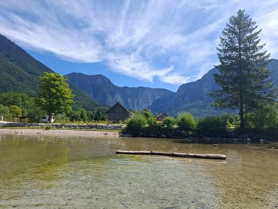 The image shows a serene natural landscape with a body of clear, shallow water in the foreground. The water's surface is slightly rippled, revealing the pebbled bottom and some patches of green algae. A large, weathered log floats horizontally in the water, partially submerged.

The background features a treeline of lush green vegetation and trees, with a large, mature pine tree standing prominently on the right side of the frame. Behind the trees, a cluster of rustic buildings, including a large wooden barn and a smaller structure with a red roof, are visible. Further back, imposing, steep, and heavily forested mountains dominate the horizon, their peaks disappearing into the blue sky. Wispy white clouds are scattered across the sky, indicating a bright, possibly sunny day.

The scene is located in the vicinity of Obertraun, Austria, a town situated on the shores of Hallstätter See (Lake Hallstatt) in the Salzkammergut region. The presence of the lake, the surrounding mountains, and the traditional Austrian architecture strongly suggest this location. The image captures a peaceful, idyllic natural setting, likely a lakeside view. There are no people or animals visible in the image.