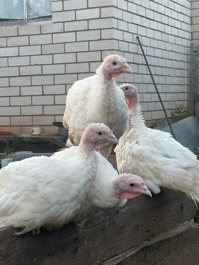 In the village of Bizyaki, Russia, four white turkeys are perched on a weathered wooden railing. The turkeys, with their pink, fleshy heads and necks, have their attention directed in various directions. The background features a white brick wall and a partially visible window. To the right, a dark pole leans against the wall. A few indistinct objects are visible in the middle ground, including what appears to be a yellow mug on a shelf. The overall scene suggests an outdoor, rural setting.