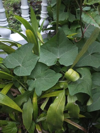 The image displays a close-up view of dense green foliage situated in B. Nam Ngao, Laos. A white balustrade with several upright pillars is partially visible in the upper left background. The foreground and midground are primarily comprised of various plant species. Numerous dark green, heart-shaped leaves, likely from a vine, dominate the composition, exhibiting distinct venation. Lighter green to yellowish-green, sword-shaped leaves are interspersed throughout, with some showing signs of chlorosis. An elongated, dark brown, textured spike, consistent with an inflorescence or seed pod, emerges from the sword-shaped leaves in the upper central area. In the lower right quadrant, a single, light-green, bilobed fruit or seed pod is partially obscured by surrounding foliage. No individuals or animals are present. The environment is an outdoor vegetated area under natural, diffused lighting.