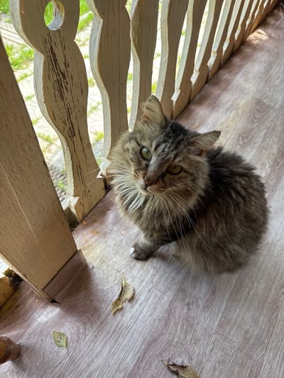 A medium-haired, tabby cat with green eyes is sitting on a wooden porch in Vinogradovka, Russia. The cat is facing the camera, with its head tilted slightly to the left. The porch railing, made of weathered, light-colored wood, is to the left of the cat, and a glimpse of green foliage can be seen through the railing. The floor of the porch is a light-colored wood laminate. A few fallen leaves are scattered on the porch floor. The scene appears to be outdoors, with natural lighting casting shadows.