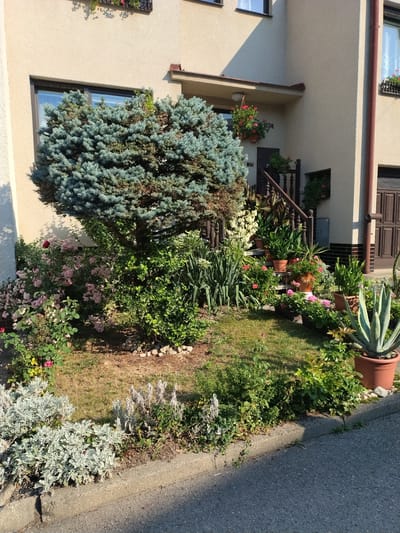 The image shows a residential building in Hluboká nad Vltavou, Czechia. A well-maintained garden with various plants and flowers is in front of the house. A prominent blue spruce tree stands in the center of the garden, surrounded by rose bushes and other greenery. Several potted plants are placed on the steps leading to the house entrance. The building is light-colored with dark brown window frames and doors. The foreground features a paved road and a concrete curb. The scene is illuminated by natural sunlight, casting shadows on the building and the garden. There are no people or animals visible in the image.