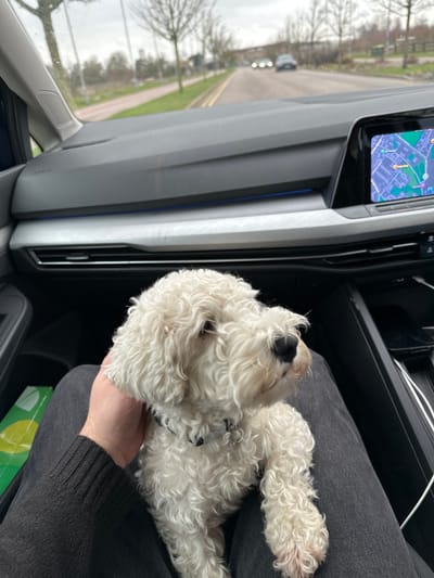 A white, curly-haired dog with a black collar rests on a human's lap inside a vehicle, viewed from the passenger's perspective. A human hand with light skin tone gently contacts the dog's head. The person wears dark grey trousers and a dark long-sleeved garment. The vehicle's interior features a dark grey dashboard, a lighter grey trim panel with a blue accent light, and air vents. A central infotainment screen displays a navigation map, identifying the location as the road network around Hauxton Road, South Cambridgeshire, United Kingdom. A white USB cable is visible in the center console. Through the windshield, an overcast sky and a two-lane asphalt road are visible, marked with double and single yellow lines. A paved pedestrian or cycle path runs parallel to the road on the left, which is lined with bare trees. Two vehicles with illuminated headlights are visible in the distance, traveling in the opposite direction.