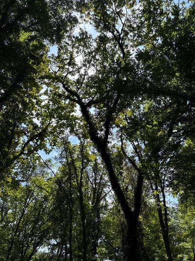 This is a photograph taken from below, looking up into a dense canopy of green trees with a bright sky visible through the leaves. The sun is shining through the foliage, creating dappled light and highlighting some of the leaves. The image is dominated by dark green and brown tones of the trees and branches, with patches of blue sky and white clouds interspersed. The perspective suggests the viewer is standing in a forest or heavily wooded area. The location is identified as Khtun-Kazmalyar, Russia. There are no people or specific objects of interest, only the natural environment of a treed area.