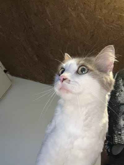 This is a close-up, angled shot of a domestic cat. The cat has white and grey fur, with striking green eyes. Its gaze is directed towards the camera. The cat appears to be looking over the edge of a surface, with its head tilted. In the background, to the left, is a textured, brown surface, possibly wood or corkboard. To the right and behind the cat is a white surface and a dark, patterned object, possibly fabric or a blanket. The lighting suggests it is daytime, indoors. There is no visible text. The image was captured in Starokhalilovo, Russia.