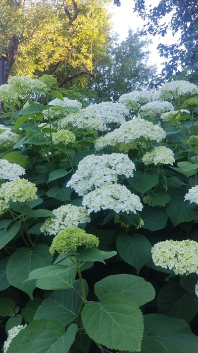 The image shows a close-up of a large hydrangea bush with numerous white and light green flower heads. The flowers are densely packed and appear to be at different stages of bloom, with some being fully white and others still showing hints of green. Large, green leaves of the hydrangea plant fill the lower and middle portions of the frame. In the background, out-of-focus trees with green foliage are visible against a bright sky, suggesting an outdoor setting. The lighting suggests it is daytime, with some sunlight filtering through the leaves. The image does not contain any people or specific landmarks that would indicate its location in Mohyliv-Podilskyi, Ukraine.