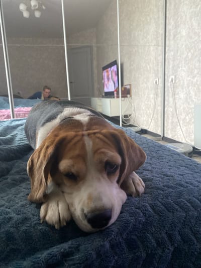 A brown and white beagle rests on a blue, textured blanket. The reflection in a mirrored wall shows the interior of a room. The reflection also shows a person standing in the room. The room contains a television and ceiling lights. The location is unknown and there is no indication that this photo was taken in the city of Danilov, Russia.