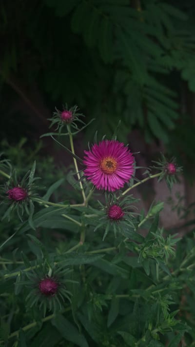 This is a medium shot of a cluster of purple aster flowers and their buds. The main subject is a fully bloomed aster flower, which is a vibrant magenta with a yellow center, positioned to the left of the frame. Its petals are thin and pointed, radiating outwards. Surrounding it are several aster buds, appearing as tight, spiky purple balls. The flowers are nestled amongst lush green foliage, with thin, elongated leaves and stems. The background is dark and out of focus, suggesting a garden or natural setting, with hints of darker green leaves from other plants on the left side of the image. The lighting is somewhat dim, casting a slight shadow and highlighting the texture of the petals and buds. The overall mood is natural and serene, focusing on the beauty of the flowers. There is no visible text. The location context of Gazalkent, Uzbekistan, suggests this is an outdoor shot, possibly taken during the day in a garden or park.