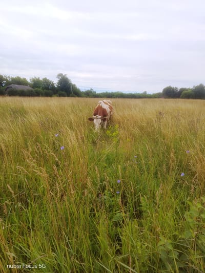 A cow stands in a tall, grassy field near a wooded area and a building in Sestrynivka, Ukraine. The cow is brown and white and is grazing. The field is mostly dry grass with some green grass and wildflowers. The sky is cloudy. The building is a traditional rural structure with a dark roof. The scene suggests a peaceful, pastoral setting.
