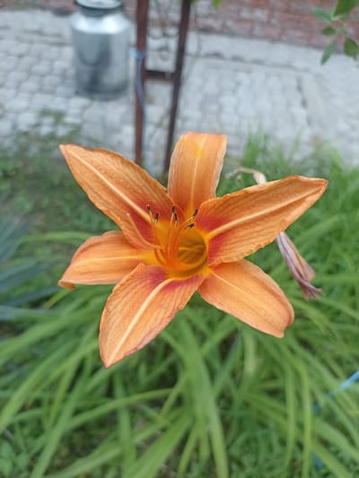 A close-up, eye-level, outdoor shot focuses on a single, vibrant orange lily in full bloom, positioned slightly off-center in the frame. The lily's six petals, tinged with red near the center, display delicate yellow veins. Its stamen, tipped with dark anthers, is visible in the flower's throat. The background is softly blurred, revealing lush green foliage and a hint of a paved walkway with a silver canister in the upper left corner. This scene appears to be within a garden or park area in Chust, Uzbekistan, suggesting a residential or public outdoor space. There are no people or animals depicted in the image.