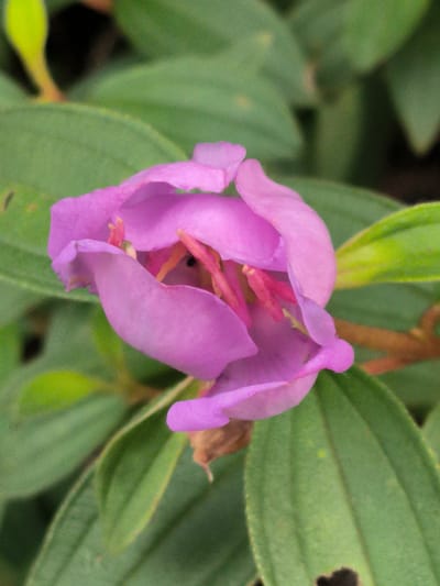 The image is a close-up shot of a partially opened pink flower with delicate petals and visible pink stamens. The flower is surrounded by lush green leaves, some of which have visible veins and a slightly fuzzy texture. A thin, brown stem is also present, intertwining with the foliage. The background is softly blurred, indicating a shallow depth of field. The lighting appears to be natural, highlighting the textures and colors of the flower and leaves. The photograph was taken in Keudeunga, Indonesia.