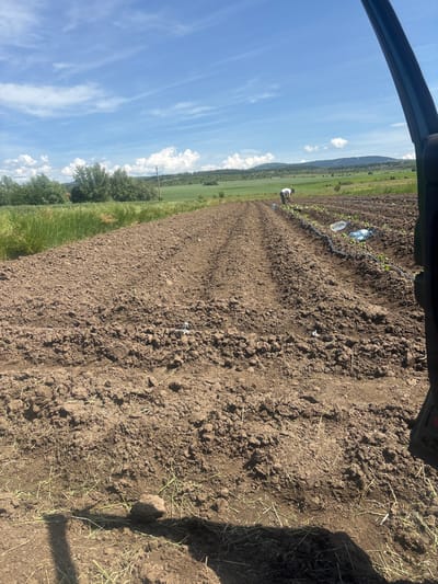 This image captures a vibrant agricultural scene in Petrich, Bulgaria, on a clear, sunny day. The foreground is dominated by freshly tilled, dark brown soil, arranged in discernible rows that extend towards the horizon. In the mid-ground, a lone individual, a male wearing a white t-shirt and dark pants, is actively engaged in planting or tending to young crops. He is positioned in one of the furrows, bending over small green seedlings that are sparsely visible. Alongside this row, a dark, mesh-like material, possibly for irrigation or weed control, is laid out, and two plastic water bottles are placed nearby, suggesting refreshment for the worker.

Beyond the immediate cultivated field, the landscape transitions into a lush expanse of green pasture or wild vegetation, hinting at the fertility of the region. In the far distance, rolling hills or mountains define the horizon under a vast, bright blue sky dotted with scattered white cumulus clouds. The sunlight appears strong, casting a distinct shadow on the lower right of the frame, indicating midday or early afternoon. A dark structure, possibly part of a vehicle or a shaded overhead element, partially frames the top of the image. The scene evokes a sense of diligent labor in a picturesque rural setting, characteristic of farming activities in a temperate climate. No visible text is present in the image.