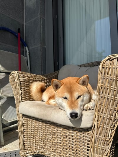 A Shiba Inu dog is depicted resting on a light beige cushion within a light brown woven wicker armchair. The dog, exhibiting reddish-brown and white fur, lies with its eyes nearly closed, indicating a state of rest or sleep, with its head positioned over its front paws. Strong, direct sunlight illuminates the dog's face and the upper part of the armchair, casting clear shadows. This scene occurs on what appears to be an outdoor balcony or patio in the city of Ramla, Israel. In the background to the left, a grey textured block wall is visible. Leaning against this wall are a red-handled mop or broom and a white metal folding step stool. To the right, a dark-framed glass door or window reflects interior elements, including a light-colored curtain or blinds. No human figures are present.