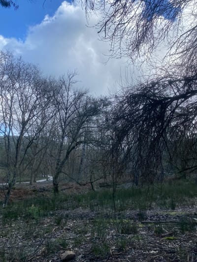 A sparse forest scene is captured from a low angle, revealing the sky through bare tree branches. Clouds dot a blue sky in the lower left, transitioning to a grey, overcast sky above. The trees, predominantly bare with intricate branch patterns, line the horizon. The ground is covered in dead leaves and sparse vegetation. The lighting is diffused, casting shadows within the forest.
