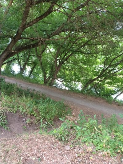 The image depicts a natural scene with a dirt path winding through lush vegetation and dense tree cover. The trees, with their thick branches and abundant green foliage, create a canopy overhead. The path appears well-worn, suggesting it is used by pedestrians or light vehicles. The surrounding environment is characterized by a variety of green plants, some appearing wild and others possibly cultivated. The overall impression is one of a serene, natural setting, possibly a park or a rural area. The image does not contain any people or any specific urban elements that would place it in Ivankiv, Ukraine or any other specific city.