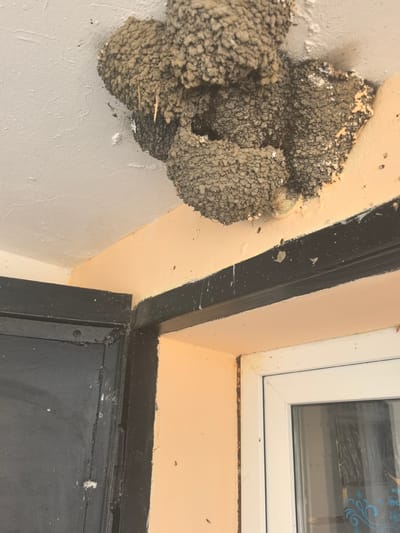 A bird's nest, likely constructed by swallows, is affixed to the ceiling and upper wall junction in a building. The nest is made of mud and straw, exhibiting a rough, clumpy texture. It appears to be an active nest, possibly with eggs or young. The surrounding environment includes a plain white ceiling, peach-colored walls, and black painted trim around a doorway on the left. A white window frame with a partially visible window is visible on the right. The scene is indoors, likely in a residential or utility space. No individuals are present in the image. The location is Malyi Raznokol, Russia.