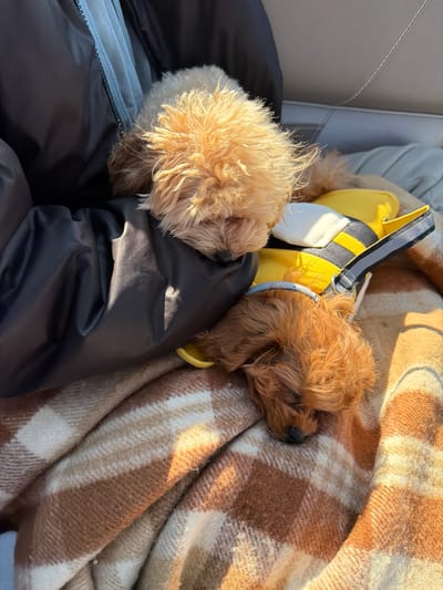 Two small, curly-haired dogs are resting in what appears to be a car. One dog is wearing a yellow and grey harness. The dogs are lying on a dark-colored jacket and a brown-and-white plaid blanket. The location is unknown and cannot be determined from the visual information provided.