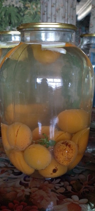 A large glass jar filled with apricots and liquid sits on a floral patterned tablecloth. The jar has a gold colored lid. There are slices of white fruit, possibly lemon, floating near the top. In the reflection on the glass, a person can be seen sitting in front of a window. The background is out of focus, showing a wall with patterned wallpaper. The location is a home in Shkurinskaya, Russia.