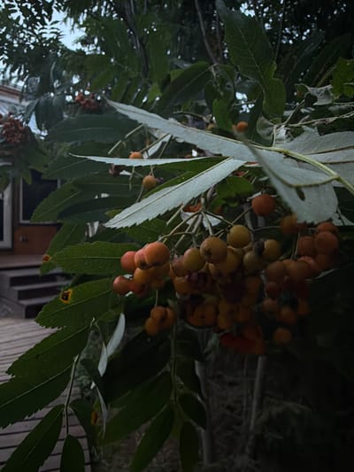 The image captures a close-up view of a cluster of orange berries, possibly rowan berries, hanging from a branch with green leaves. The berries are small, round, and clustered together, with some appearing lighter orange and others a deeper red-orange. The leaves are serrated and have a slightly muted green color, with some appearing to have a silvery underside. In the background, there is a hint of a wooden structure with steps, suggesting an outdoor setting, possibly a porch or deck of a house. The overall lighting suggests it is either early morning or late evening, with a soft, diffused light that creates deep shadows. The environment appears to be natural, with dense foliage and a slightly overcast sky visible through the leaves. There are no people or animals visible in the frame. The location is identified as Kuliki, Russia.