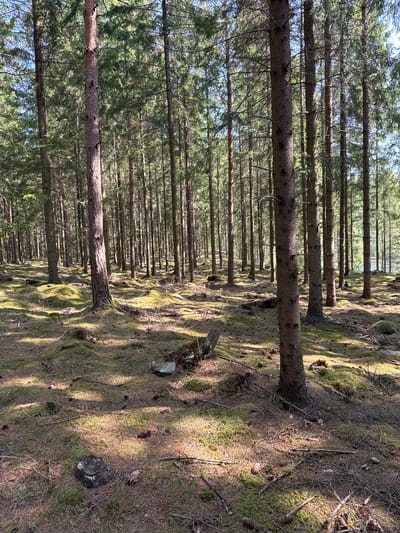 The image depicts a serene and dense coniferous forest, likely in Vessigebro, Sweden. Numerous tall, slender evergreen trees, possibly spruce or pine, stand vertically, extending from the bottom of the frame towards the top. They are arranged in rows, creating a strong sense of depth and perspective, with many trees receding into the background.
The forest floor is covered with a thick carpet of vibrant green moss, interspersed with brown pine needles, fallen twigs, and some small stumps or rocks. Bright, dappled sunlight filters through the dense tree canopy, creating illuminated patches on the mossy ground and casting shadows across the scene. Glimpses of a bright blue sky are visible between the tree branches high above.
There are no people or animals visible, emphasizing the quiet solitude of the natural environment. The strong sunlight and clear shadows suggest it is daytime, likely late morning or early afternoon. The orderly arrangement of the trees might indicate a managed forest. There is no visible text in the image.