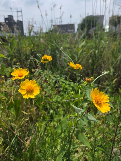 The image shows a patch of yellow wildflowers in a grassy area, with industrial buildings and power lines in the background. The foreground is dominated by several bright yellow flowers with prominent orange centers, appearing in various stages of bloom. Some are in focus, while others are slightly blurred. The plants have green leaves and thin stems. In the middle ground and background, there is a dense growth of green grass and reeds. Beyond the vegetation, the silhouette of industrial structures, possibly factories or warehouses, can be seen against a hazy, overcast sky. Power lines and utility poles are also visible, suggesting an urban or semi-urban environment. The overall impression is one of nature reclaiming an industrial landscape, with a focus on the delicate beauty of the wildflowers. This scene is located in the city of Anseong-si, South Korea.