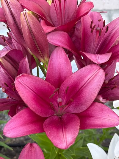 The image displays a close-up view of several deep pink lily flowers. The petals are broad and velvety, with visible veins. The stamens and pistils are dark brown and prominent in the center of the open blooms. Some buds are also visible, tightly furled and showing a similar deep pink hue. The background consists of blurred green foliage and hints of white flowers, suggesting an outdoor garden setting. The overall lighting is bright, highlighting the textures and colors of the lilies. The scene does not contain any people or specific urban elements that would allow for the identification of a precise location within Ворошиловка, Kazakhstan.