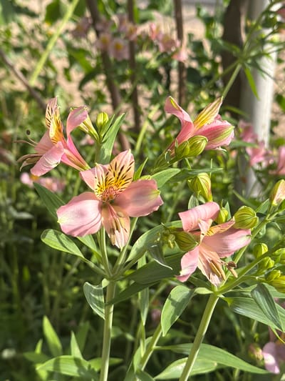 This is a close-up photograph of several Alstroemeria flowers in bloom, also known as Peruvian lilies. The flowers are a soft pink with yellow and black streaks on their inner petals. They are surrounded by green leaves and stems. In the background, other flowers and foliage are visible, softly blurred. The lighting suggests it is daytime, possibly late morning or afternoon, with sunlight filtering through the leaves and highlighting the flowers. The scene appears to be an outdoor garden setting. The image does not contain any people, animals, or man-made objects beyond what might be supporting structures for the plants. The photograph's focus is solely on the natural beauty of the flowers. The context of Lyubimets, Bulgaria is not visually evident in the provided image.