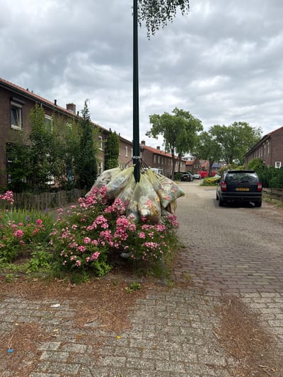In Boxtel, Netherlands, on a cloudy day, a street is lined with brick houses and trees. Several large, translucent yellow trash bags are tied to a lamppost, appearing full of refuse. A vibrant pink flower bush is situated at the base of the lamppost, contrasting with the bags. A black car with license plate "23-LV-RP" is parked on the right side of the paved street, and another car and a red vehicle are visible further down the street. The ground is a mix of paving stones and dirt, with some scattered debris.
