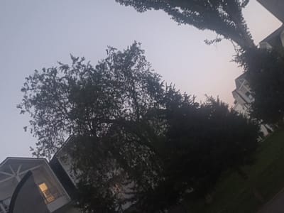 This is a low-angle, outdoor shot taken at dusk in Sary-Oy, Kyrgyzstan. The sky is a pale, hazy grey, suggesting overcast conditions or a thin layer of fog. The scene is dominated by the silhouettes of trees and buildings against the muted sky.

In the foreground and midground, large trees with dense foliage obscure much of the view. Their branches stretch upwards and outwards, creating a natural canopy. To the left, the angled roofline of a building is visible, with a lit window and a balcony. The building appears to be a modern residential structure, possibly a house or part of a complex. Further to the right, other buildings with white facades and dark roofs are partially visible, suggesting a residential area or resort. The overall impression is one of a quiet evening in a semi-urban or suburban setting, where nature and man-made structures coexist.

The low light conditions and the angle of the shot create a slightly dramatic and moody atmosphere. There is no discernible activity taking place, and no people are visible. The time of day is clearly evening, as indicated by the sky's color and the artificial light from the building. The weather appears calm, with no strong winds suggested by the stillness of the trees. No text is visible in the image.