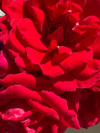 This is a close-up, top-down, full-frame photograph of a vibrant red rose. The petals are layered and textured, with deep shadows creating a sense of depth and volume. The lighting suggests a bright, sunny day. The image is abstract in its focus on the form and color of the flower, offering no discernible details of its surroundings or location. Therefore, it is impossible to determine if this image is located in Biberach an der Riß, Germany, or any other specific geographic location.