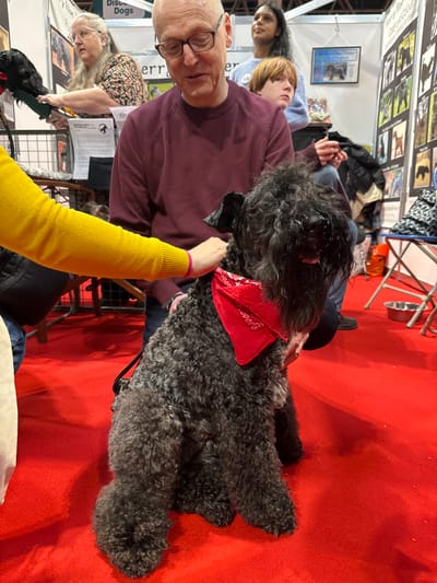 This image depicts an indoor scene within an exhibition hall located in the Metropolitan Borough of Solihull, United Kingdom. The floor is uniformly covered in red carpet.
In the foreground and center, a black, medium-to-large-sized dog with dense, curly, somewhat matted fur is seated on the red carpet. The dog wears a red bandana with white patterns around its neck. Its mouth is slightly open, revealing its tongue. A dark leash or harness strap is visible on its back.
To the left, a person's arm, clad in a bright yellow long-sleeved top with pink accents on the cuff, is extended to gently pet the dog's back with an open hand. Partially visible behind this arm is a beige garment.
Behind the dog, an adult Caucasian man with short gray hair and glasses, wearing a burgundy long-sleeved top and dark trousers, is seated. He is looking down towards the dog, and his left hand is positioned near the dog's back.
Further to the left, a seated adult Caucasian woman with gray hair and glasses, wearing a floral-patterned top, is visible. She appears to be interacting with a small black dog figure or plush on a table in front of her, holding a white paper document.
In the background, exhibition booth walls are visible. These white panels display various posters and signs, including partial text such as "Discover Dogs" and "erry R" (likely referring to a dog breed). A framed picture is also visible on one panel. Behind the man in burgundy, a young individual with reddish-brown hair, wearing a light blue top with a white circular badge, is seated and looking to the right. Further behind them, a standing adult with dark hair and a light blue top is partially visible.
To the far right, a metal dog bowl is on the red carpet, next to the leg of a metal folding chair. The overall environment suggests a public dog show or breed exhibition.