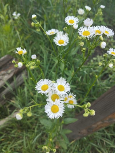A cluster of white and yellow daisies is blooming in a green, grassy area with some weathered wooden elements. The daisies are the central focus, with some in full bloom and others as buds. The background consists of blurred green foliage and grass, suggesting an outdoor, natural setting. In the foreground, a piece of aged, dark wood runs diagonally across the image. The overall impression is of a close-up shot of wildflowers in a rural or semi-rural environment, potentially in or near the city of Lebedyn, Ukraine, given the context. There are no people or animals visible. The lighting appears to be natural daylight, and the image has a somewhat soft focus, emphasizing the textures and colors of the flowers and vegetation.