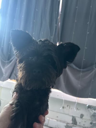 The media file shows a close-up, low-angle shot of a black puppy. The puppy is being held by a person, whose hand is visible in the lower right corner of the frame. The puppy's face is dark and furry, with visible eyes and ears. The background is out of focus, but appears to be an indoor setting with some light sources casting a glow and creating reflections. The overall lighting suggests it might be daytime, but the indoor setting and artificial lights could also contribute to the illumination. The scene is intimate, focusing on the puppy's features and the interaction with its owner. There is no visible text in the media file. The location context provided is Krayevsko-Armyanskoye, Russia, which could imply the puppy is in a home or a similar environment within that region. The puppy's expression is difficult to discern due to the angle and lighting, but the close proximity suggests a moment of connection or affection.